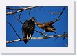 08-007 * Black Vulture and Crested Caracara * Black Vulture and Crested Caracara
